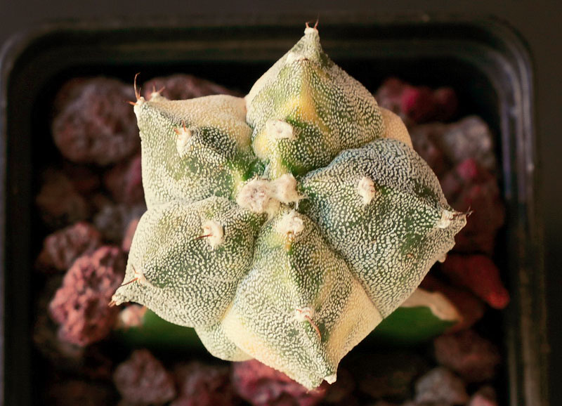 Astrophytum myriostigma x ornatum variegata